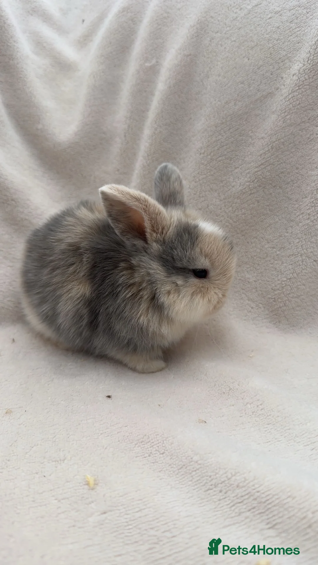 Mini Lop rabbits for sale: Lovely mini lop babies  in Wrexham - Advert 7