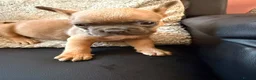 French Bulldog dogs for sale: 3 lovely boys looking for there foreva home  - Advert 17
