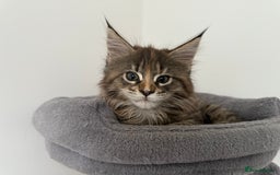 Maine Coon cats for sale: Pedigree Maine Coon Kittens - TICA Registered  - Image 9