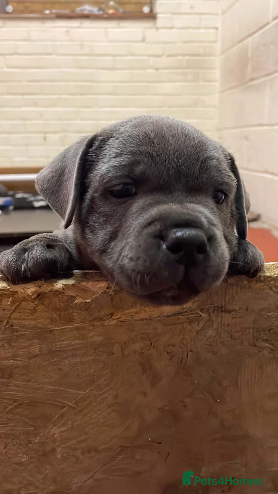 Staffordshire Bull Terrier dogs for sale: STAFFORDSHIRE BULL TERRIER BLUE BRINDLE PUPS  in Ryde - Advert 8