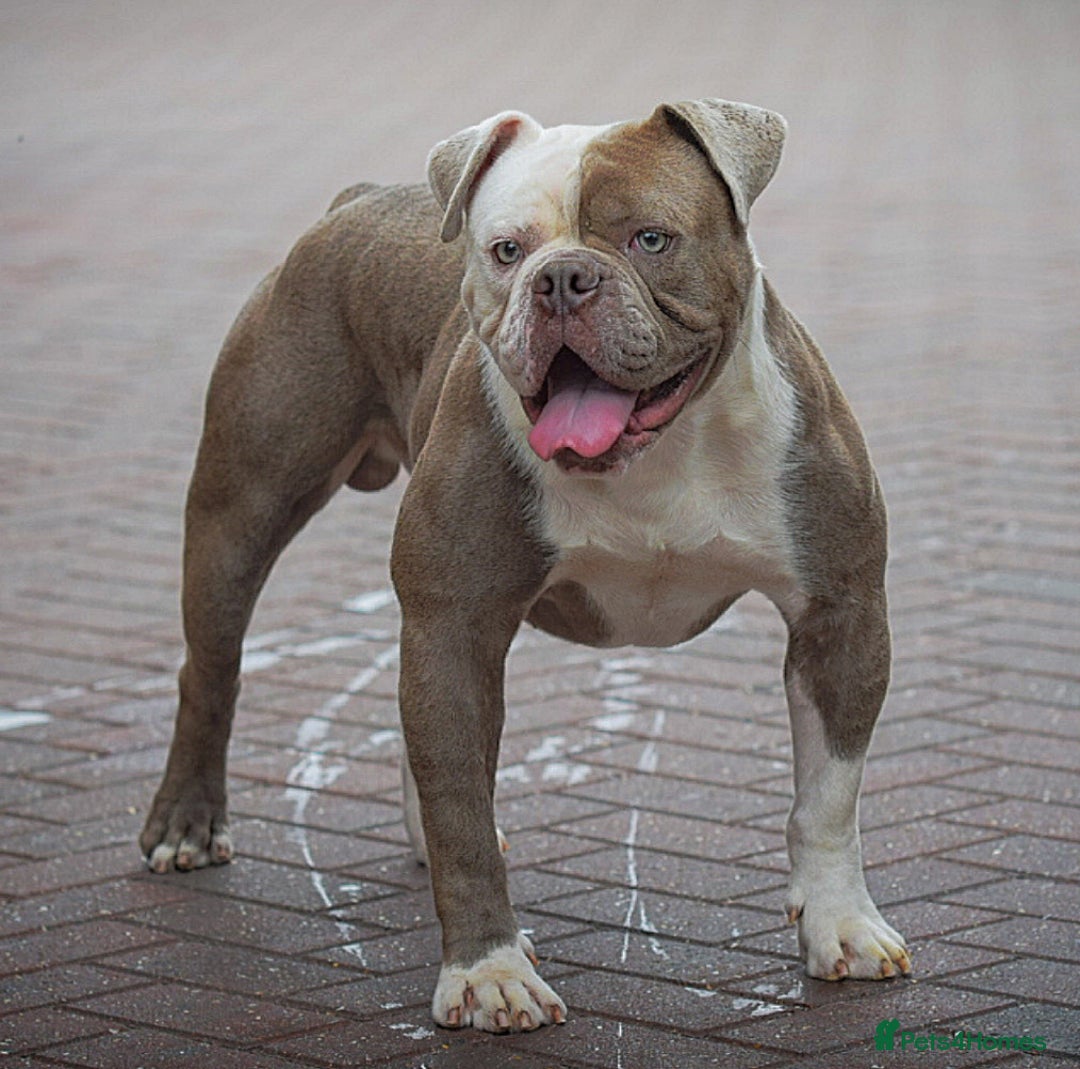 Olde English Bulldogge dogs for stud: 5⭐️LICENSED REGISTERED. 23 YEARS EXPERIENCE  in Wisbech - Advert 4
