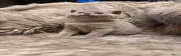 British Shorthair cats for sale: Supreme Champion Line British Shorthair Kittens - Advert 27