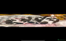 Shih Tzu dogs for sale: Shih tzu pups  - Image 4
