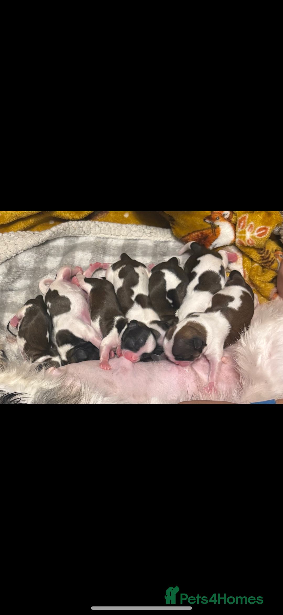 Shih Tzu dogs for sale: Shih tzu pups  - Image 4