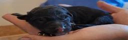 German Shepherd dogs for sale: Purebred Straight Backed German Shepherd Puppies - Advert 12