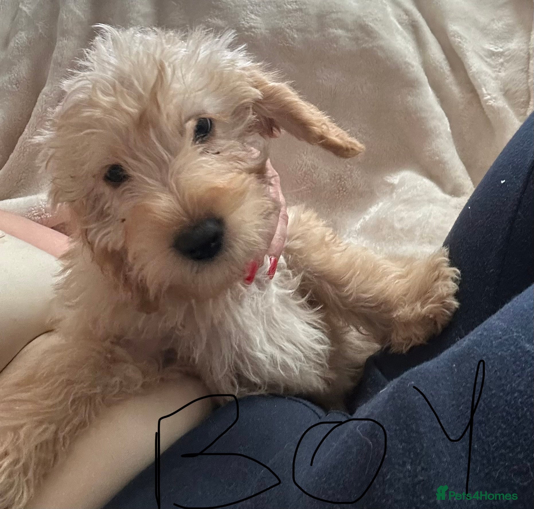 Labradoodle dogs F2 labradoodle  - Advert 18