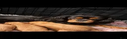 Cavapoo dogs for sale: Ruby cavapoo puppies - Advert 9