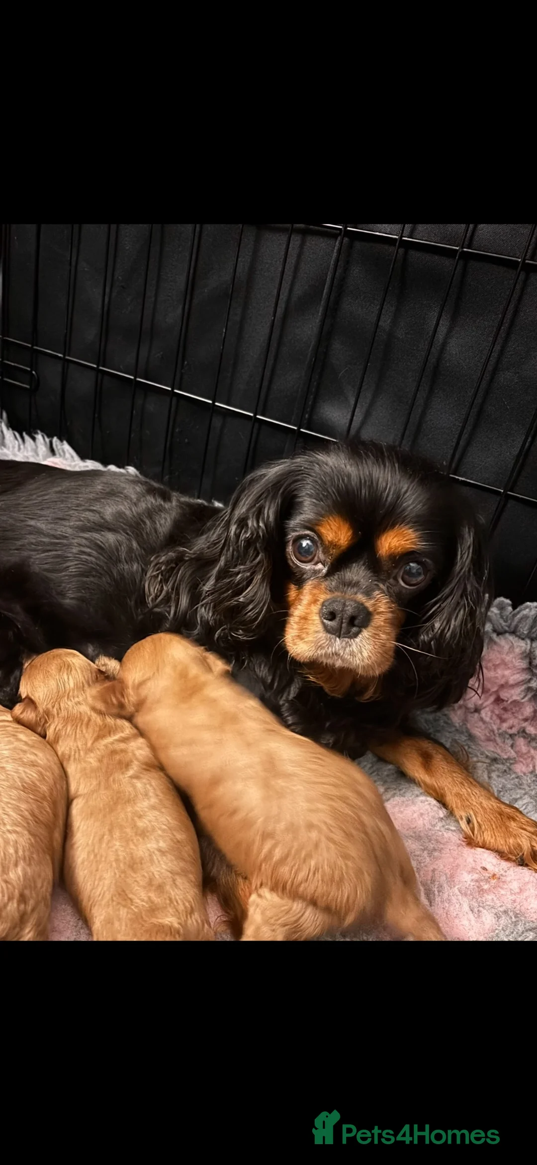 Cavapoo dogs for sale: Ruby cavapoo puppies - Advert 9