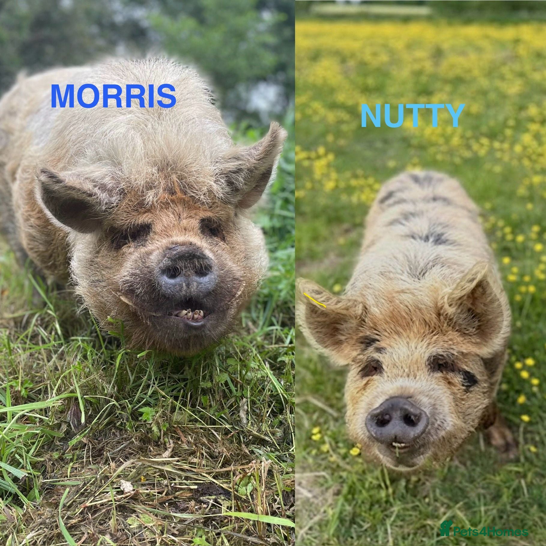 Pig livestock 2 Kunekune Pigs: Morris (Boar) and Nutty (Barrow) - Advert 1