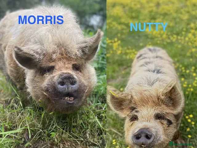 Pig livestock for sale: 2 Kunekune Pigs: Morris (Boar) and Nutty (Barrow) - Advert 1