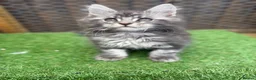 Maine Coon cats for sale: Blue smoke kittens from champion blood line - Advert 11