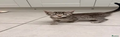 Kitten 3
