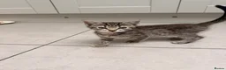 Mixed Breed cats for sale: Looking for loving homes for 6 adorable kittens - Advert 4