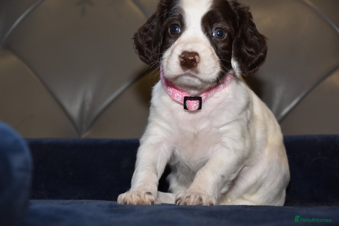 Cocker Spaniel dogs for sale: Kc Reg Health Tested Cocker Spaniel Puppies - Advert 6