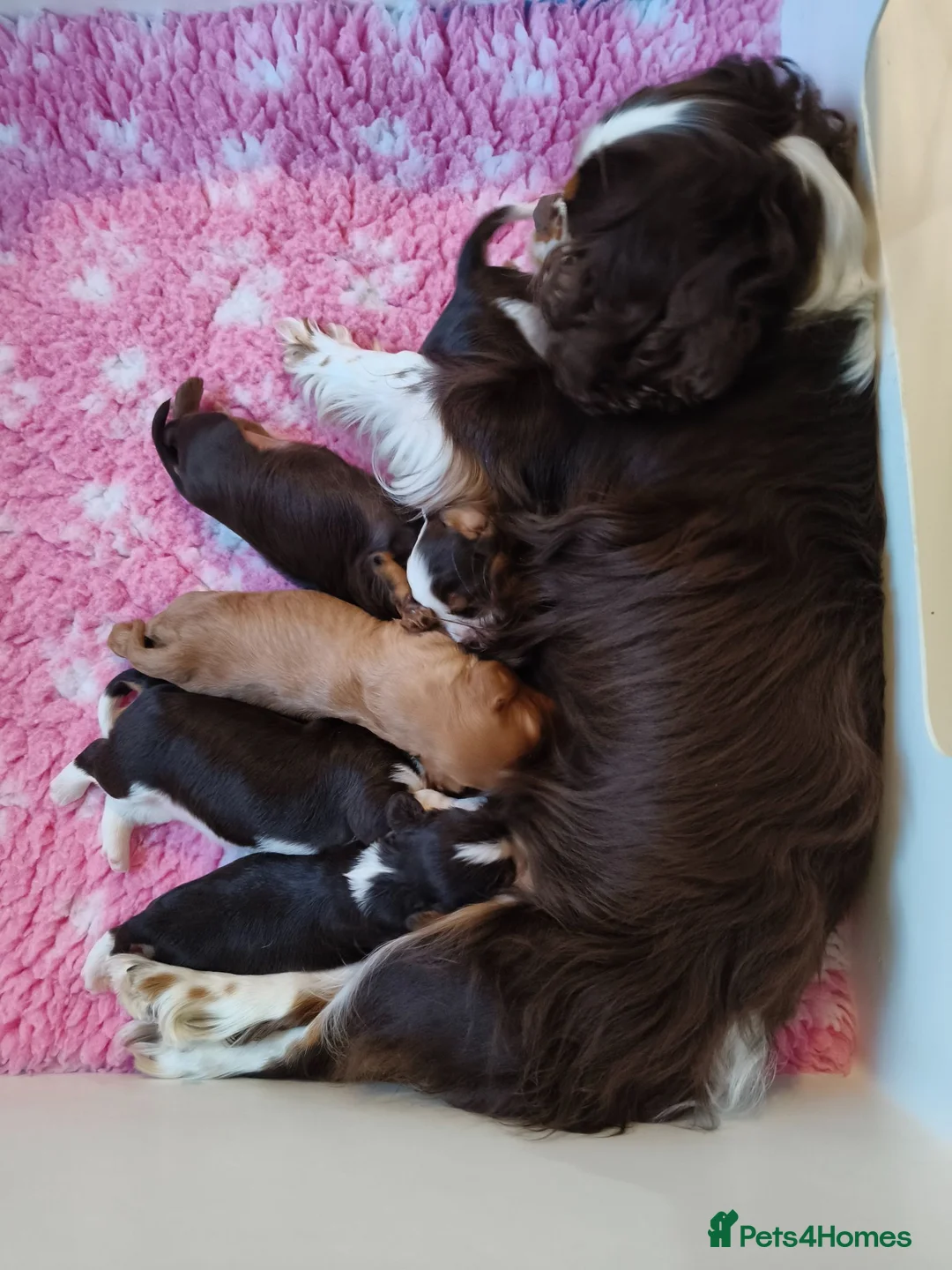 Cavalier King Charles Spaniel dogs for sale: Amazing 🤎Chocolate🤎 CKCS born today 25/05/26 - Advert 1