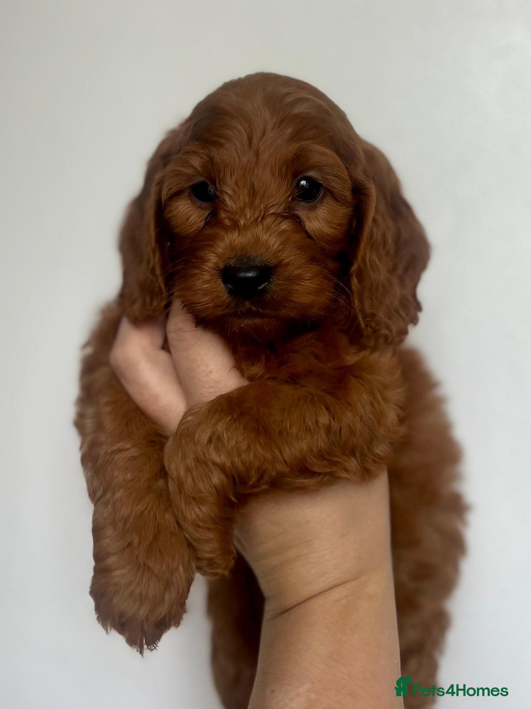 Cockapoo dogs for sale: fully healthy tested, Red Cockapoo puppies   - Image 4