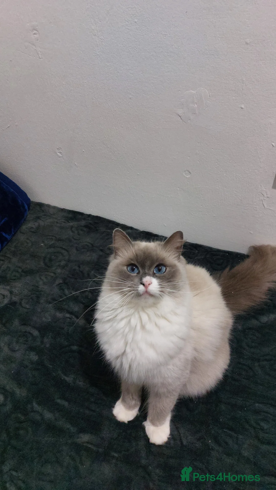 Ragdoll cats for sale: Beautiful Ragdoll Princess  - Advert 15