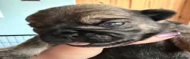 Pug Puppy 2