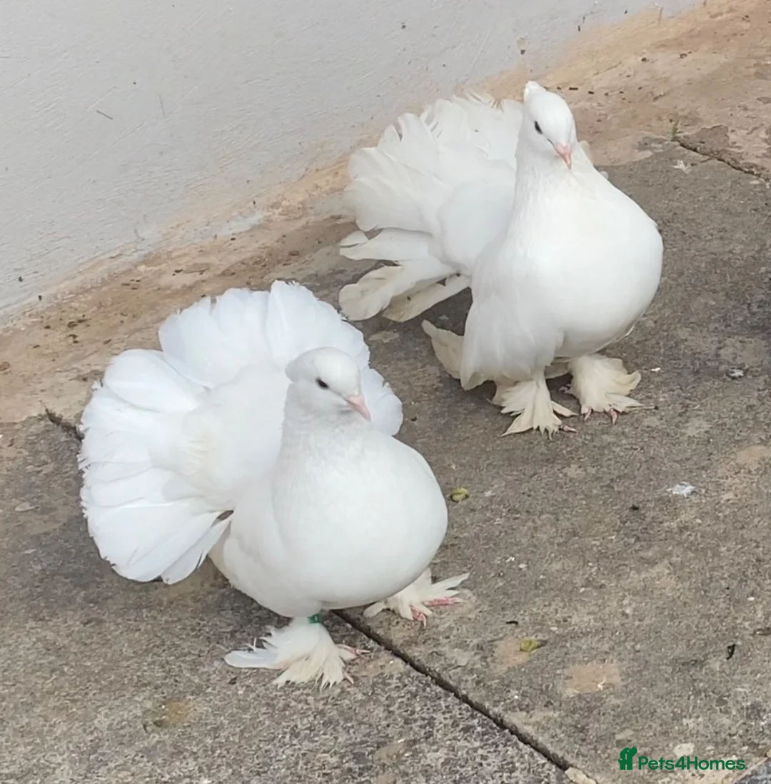 Pigeons birds for sale: Indian fantail  - Advert 1