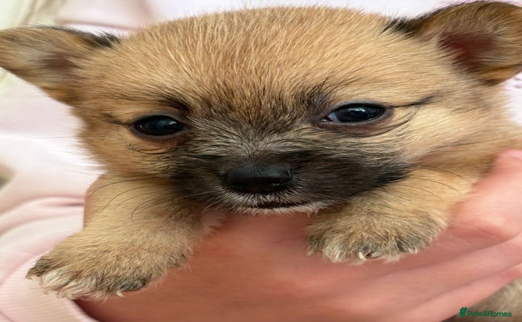 Pomchi dogs - Advert 7