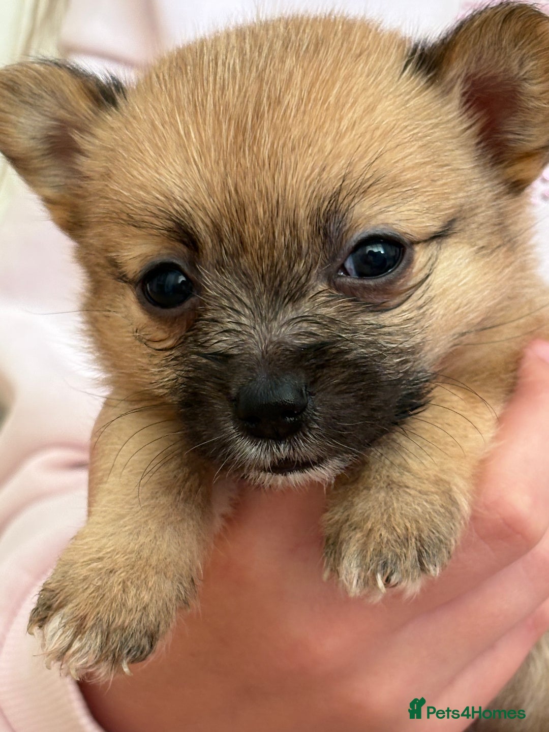 Pomchi dogs for sale: Dollys beautiful puppies - Image 1