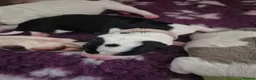 American Bulldog dogs for sale: 7 absolutely stunning puppies available  - Advert 3