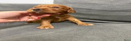 Cocker Spaniel dogs for sale: 💙 Boy Red KC Working Cocker Spaniel 💙 - Advert 24