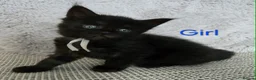 Maine Coon cats for sale: 3 Maine Coon kittens. - Advert 7