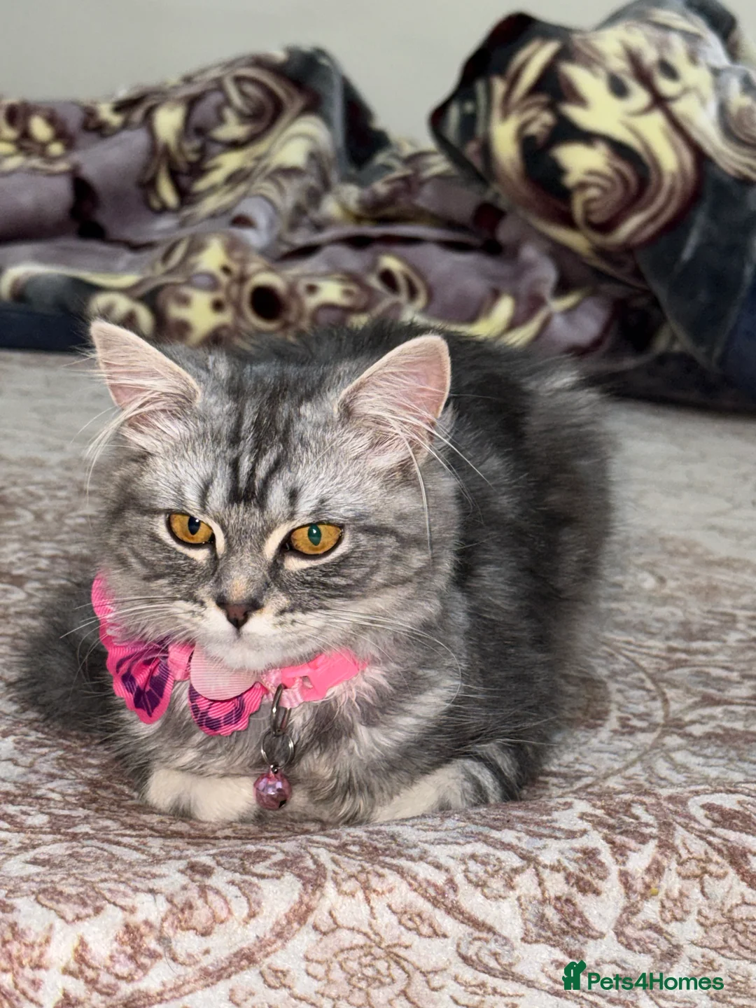 British Longhair cats for sale: My lovely friend is for sale  - Advert 2