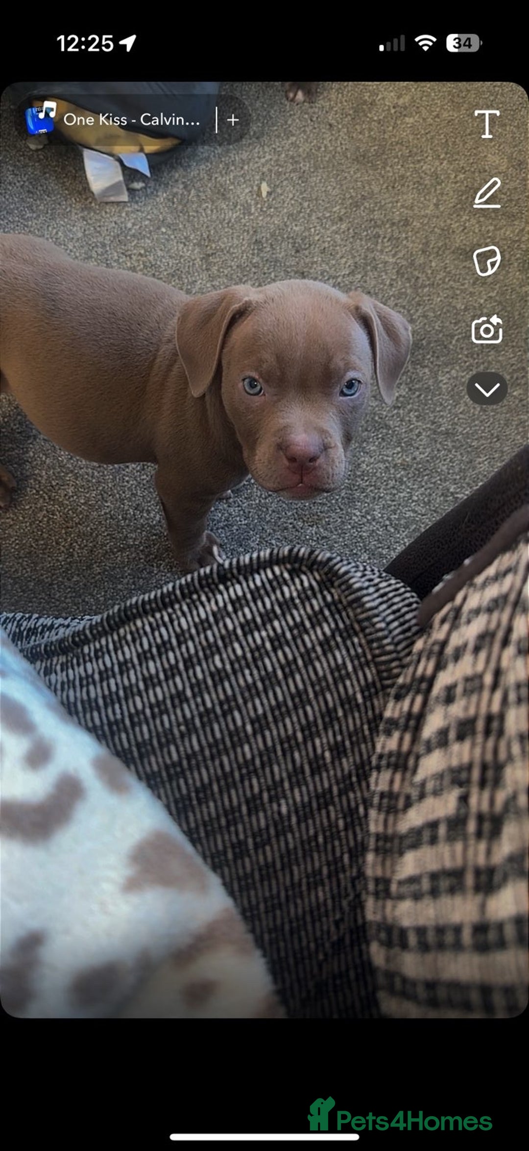 American Bully dogs for sale: Pocket x standard American bully - Advert 13