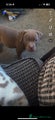 American Bully Puppy 7