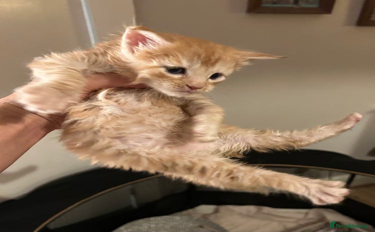 Maine Coon cats - Advert 9