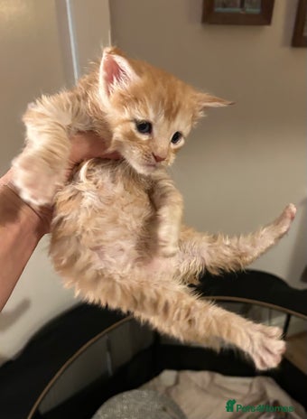 Maine Coon cats - Advert 9