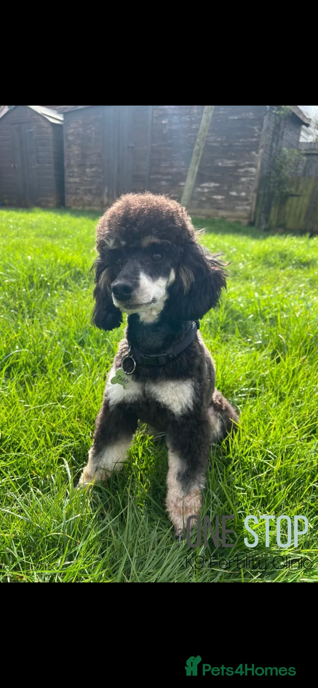 Toy Poodle dogs for sale: Beautiful litter of toy poodles  - Advert 8