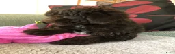 Shihpoo dogs for sale: shihpoo puppies for sale  - Advert 8