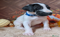 Great Dane dogs for sale:  Beautiful Great Dane Pups-Ready for Forever Homes - Image 19