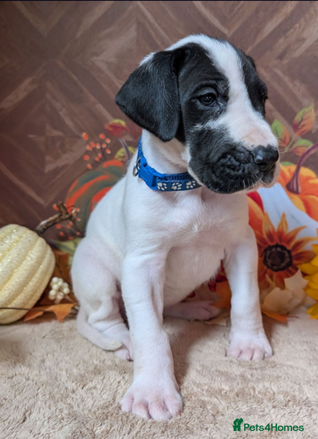 Great Dane dogs for sale:  Beautiful Great Dane Pups-Ready for Forever Homes - Image 19