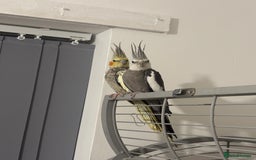 Cockatiels birds for sale: Beautiful Proven Pair of Cockatiels  - Image 1