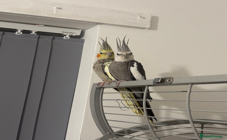 Cockatiels birds - Advert 2