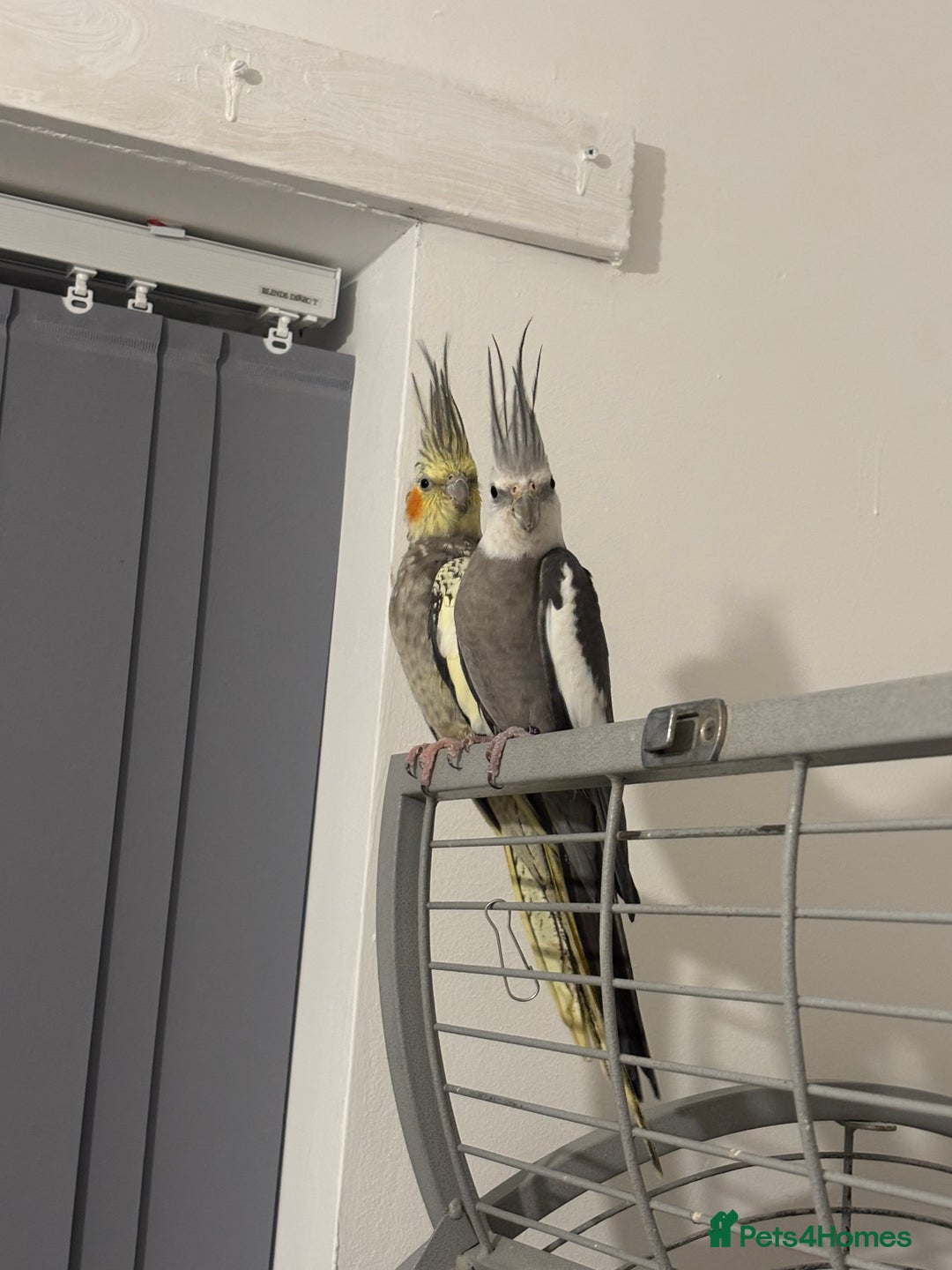 Cockatiels birds for sale: Beautiful Proven Pair of Cockatiels  - Image 1