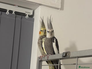 Cockatiels birds - Advert 24