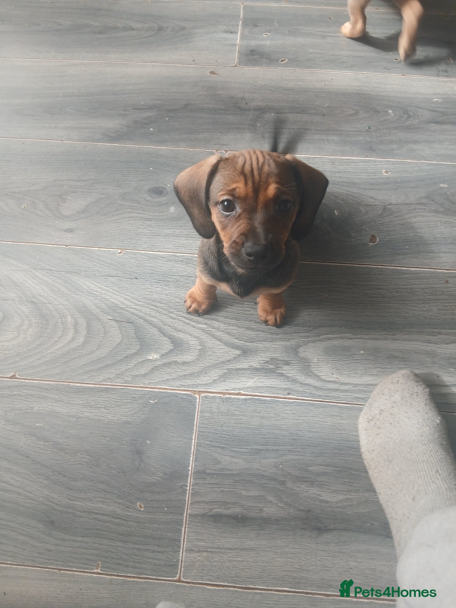 Dachshund dogs Beautiful liter of pups  - Advert 17