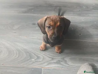 Dachshund dogs Beautiful liter of pups - Advert 17