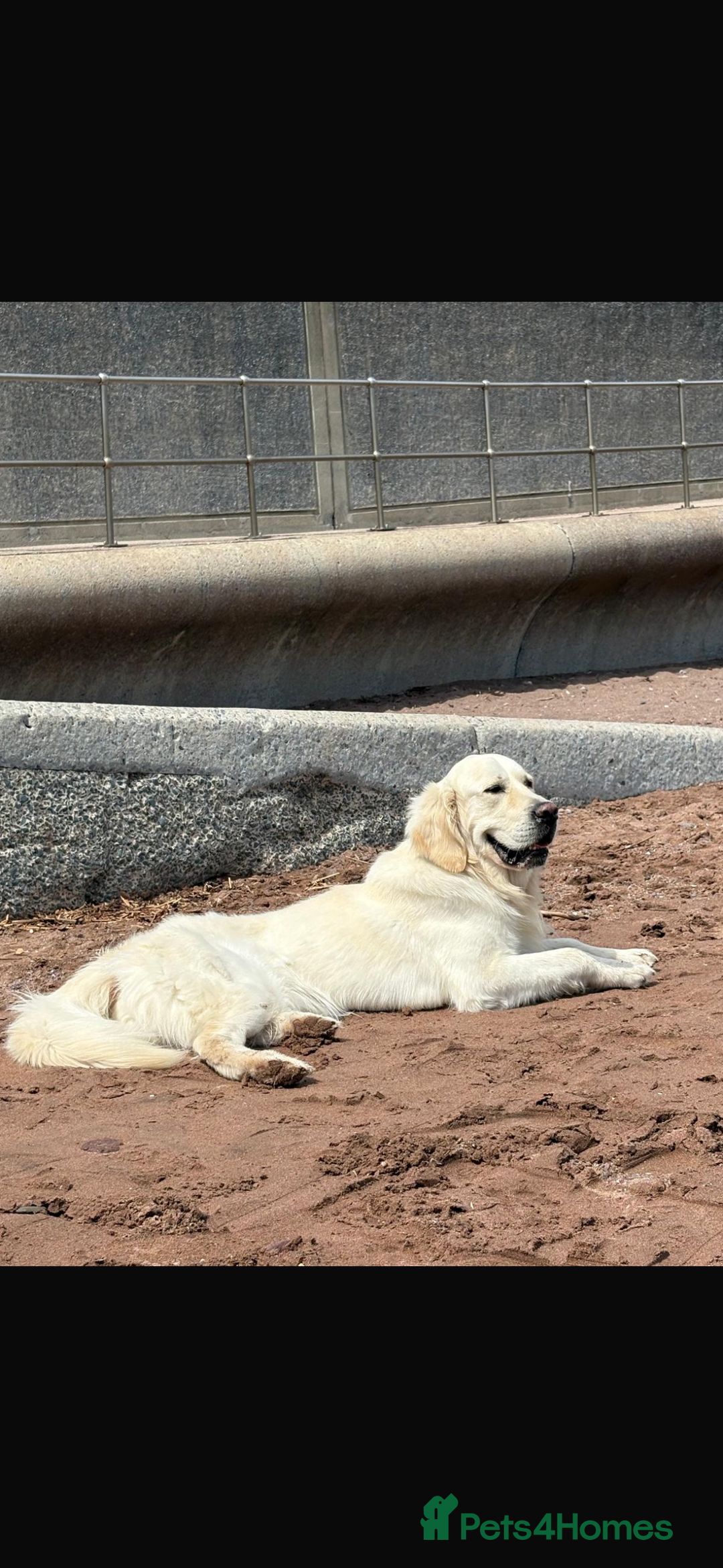 Golden Retriever dogs for stud: For stud - Advert 3