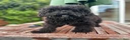 Mixed Breed dogs for sale: Australian Labradoodle cavapoo boy stunning ⭐️  - Advert 9