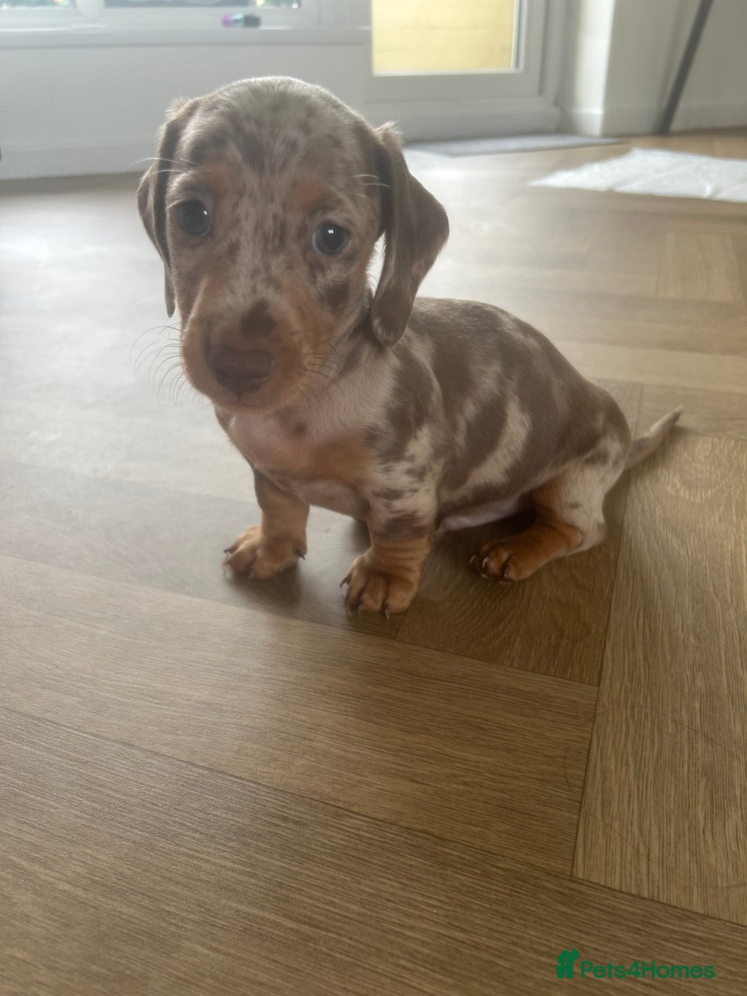 Miniature Dachshund dogs for sale: Miniature Dashund Puppy - Advert 2