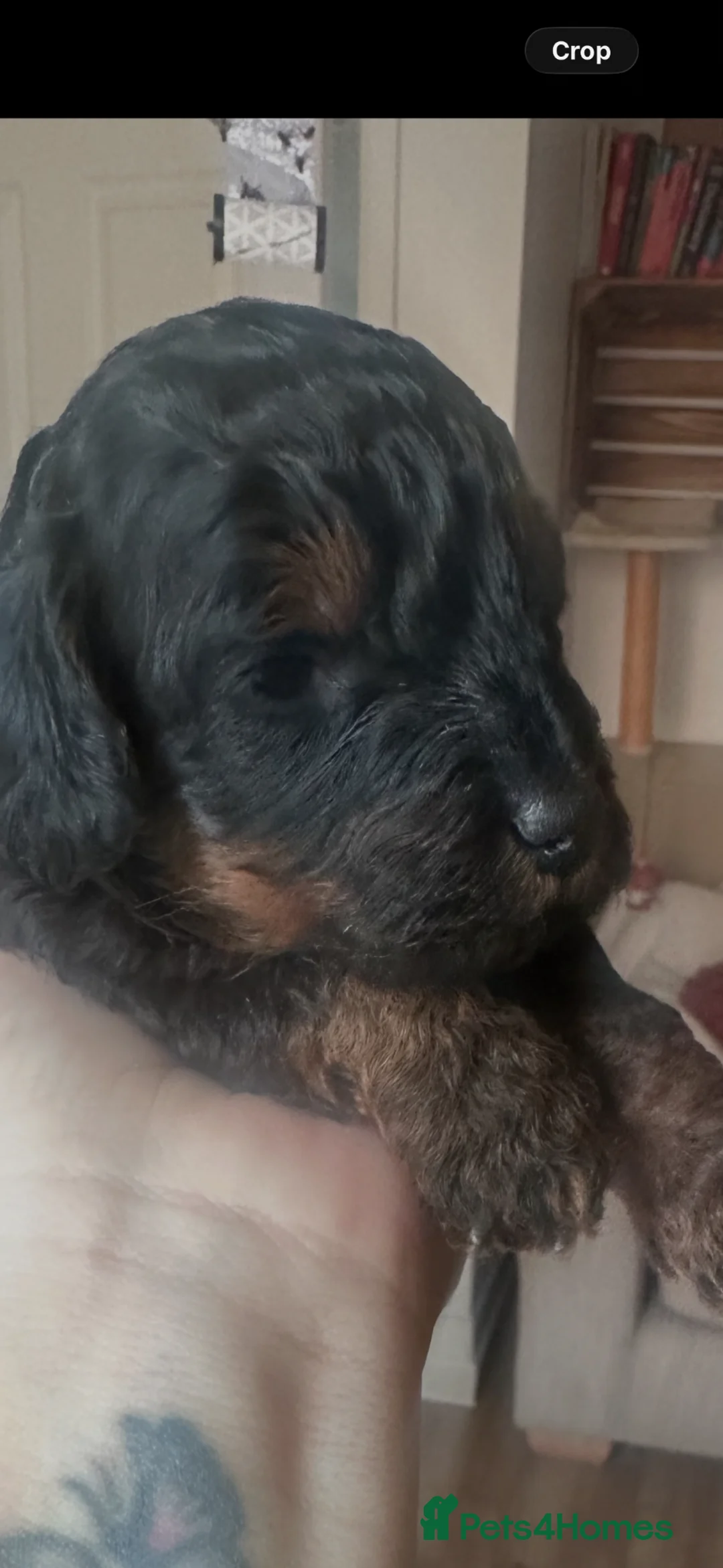 Cavapoo dogs for sale: F1B Cavapoo puppies  - Advert 2