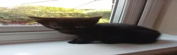 Mixed Breed cats for sale: Sweet Kittens in Peterborough - Advert 2
