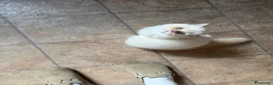 Persian 1
