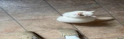 Persian cats for sale: 2 Persian doll face kittens  - Advert 1